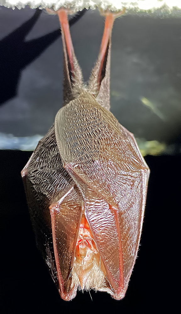 lesser horseshoe bat